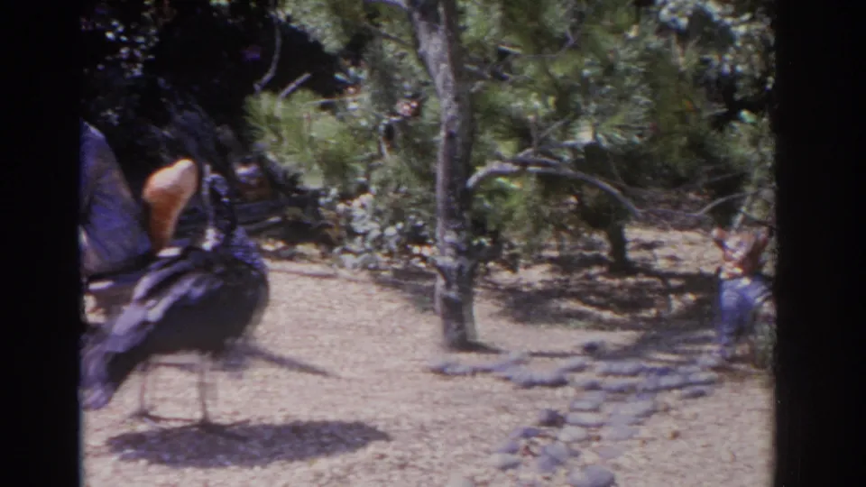 1962 Florida 8mm frame panning past the large dark bird toward trees, shrubs, sandy ground, and a small costumed figure at the edge.