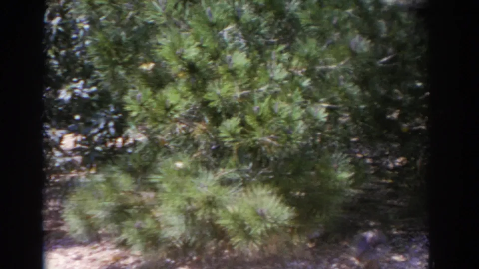 1962 Florida 8mm frame of sunlit woodland greenery and gravel ground as the pan moves away from the carved statue.