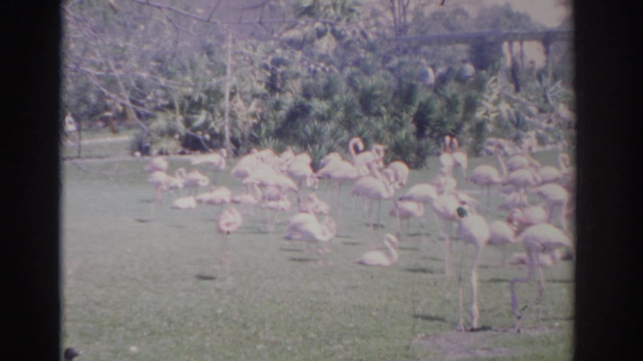 1962 Florida 8mm frame showing a flock of pink flamingos on a sunny grassy area with dense greenery in the background.