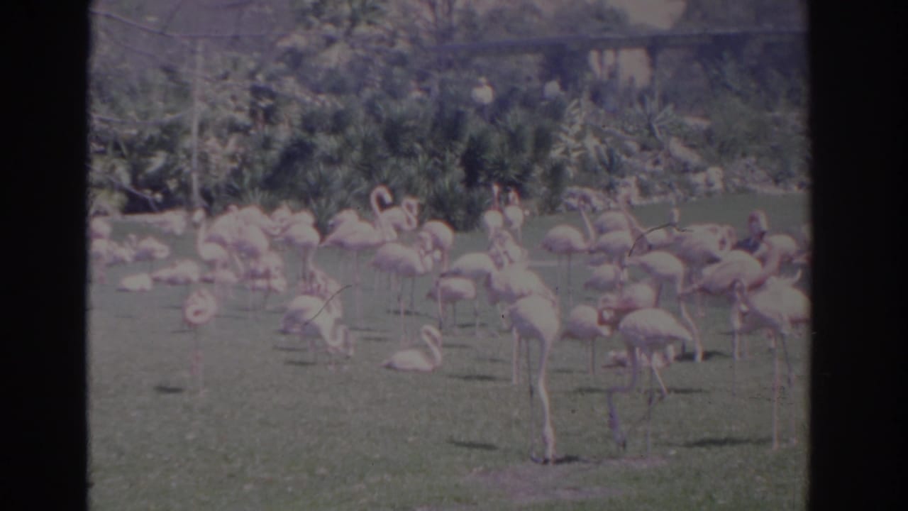 Cluster of flamingos on grass, with several birds standing on one leg.