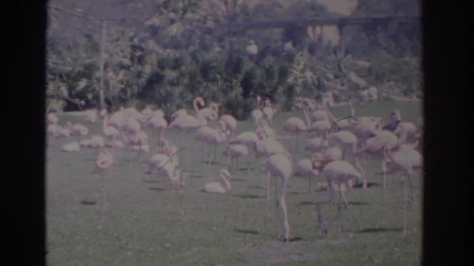 1962 Florida 8mm frame of flamingos standing and resting in a sunlit grassy enclosure or park-like setting.