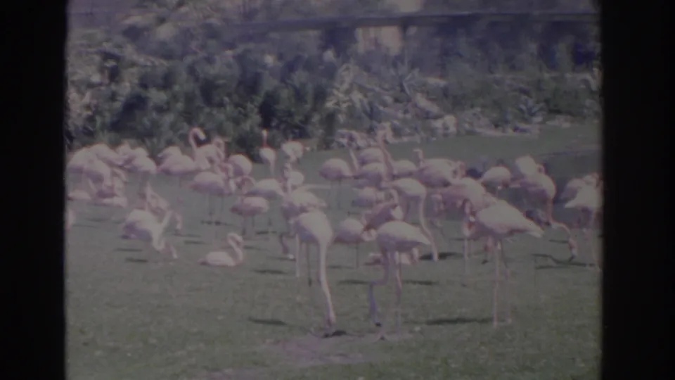 1962 Florida home-movie frame showing a broad view of pink flamingos across grass with tropical vegetation behind.