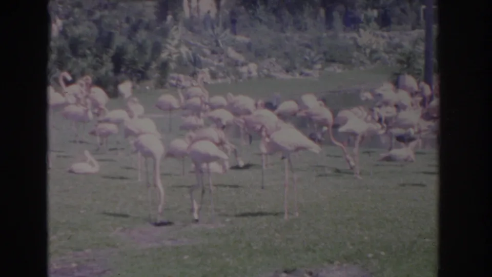 1962 Florida 8mm frame with flamingos in profile and at rest on grass, backed by trees and tropical planting.
