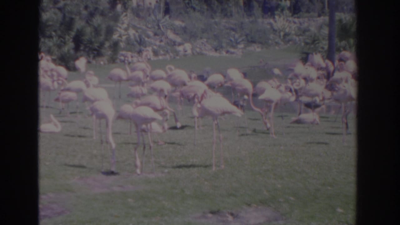 Flamingos standing and feeding on grass with palm trunks and vegetation behind them.