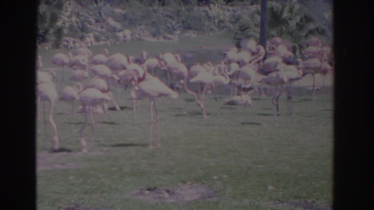1962 Florida home-movie frame with flamingos grouped across grass, some bent to feed and others standing upright near palms.