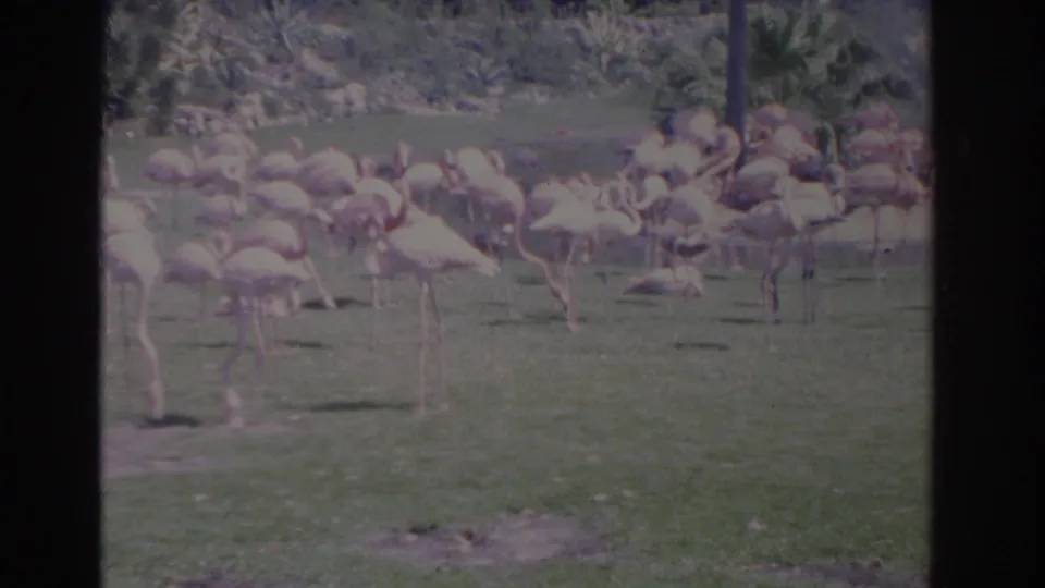1962 Florida home-movie frame with flamingos grouped across grass, some bent to feed and others standing upright near palms.