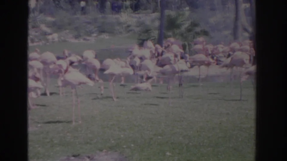 Faded 8mm view of flamingos in a Florida grassy habitat, with a clustered flock, palm trunks, and soft sun exposure.