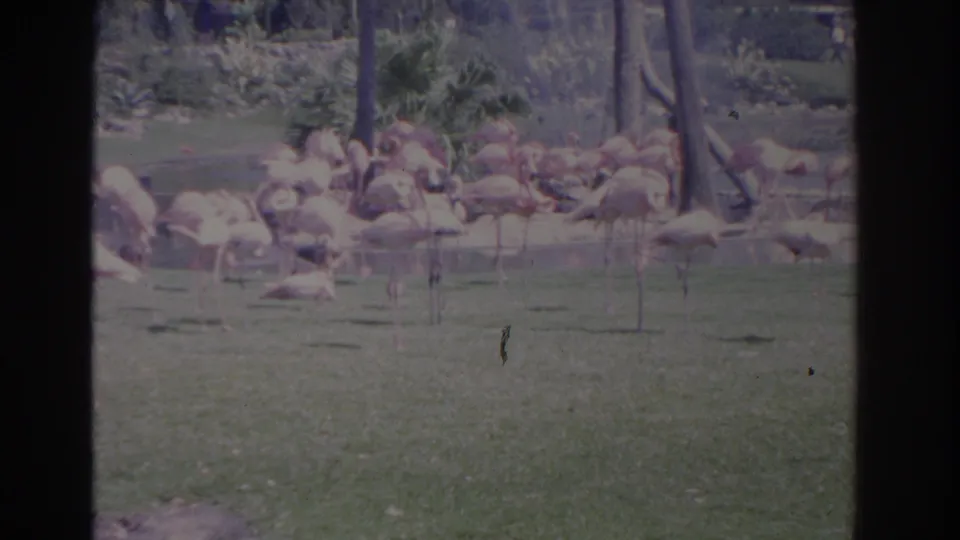1962 Florida 8mm frame showing flamingos standing and resting in a landscaped grassy habitat with palms and faded color.