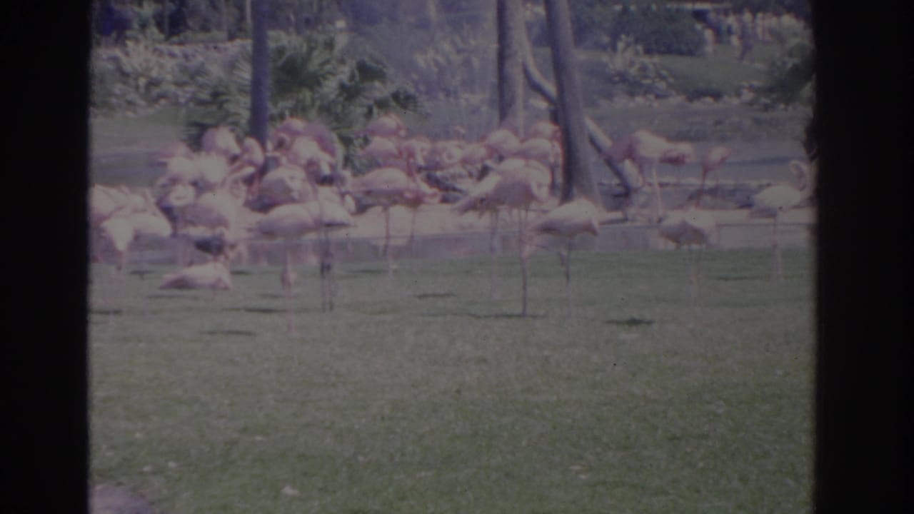 Pink flamingos standing on grass and near shallow water in an outdoor enclosure.