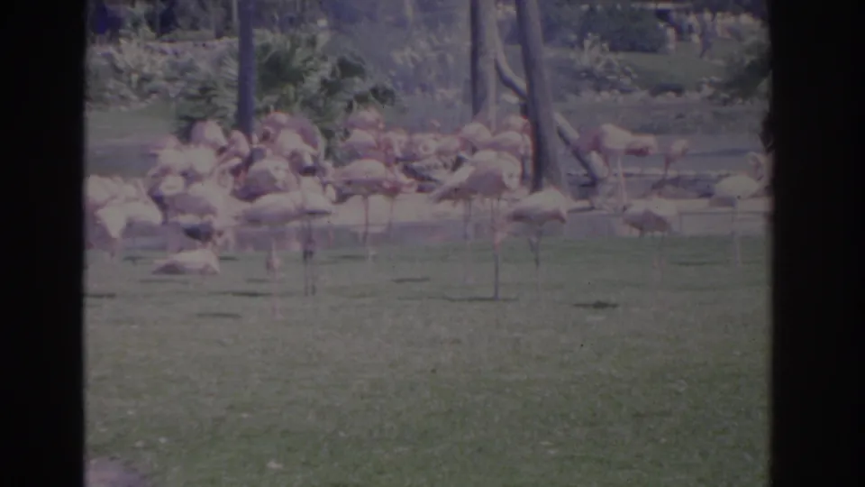 1962 Florida home-movie frame showing pink flamingos scattered across grass and a shallow pond area at a zoo or wildlife park.