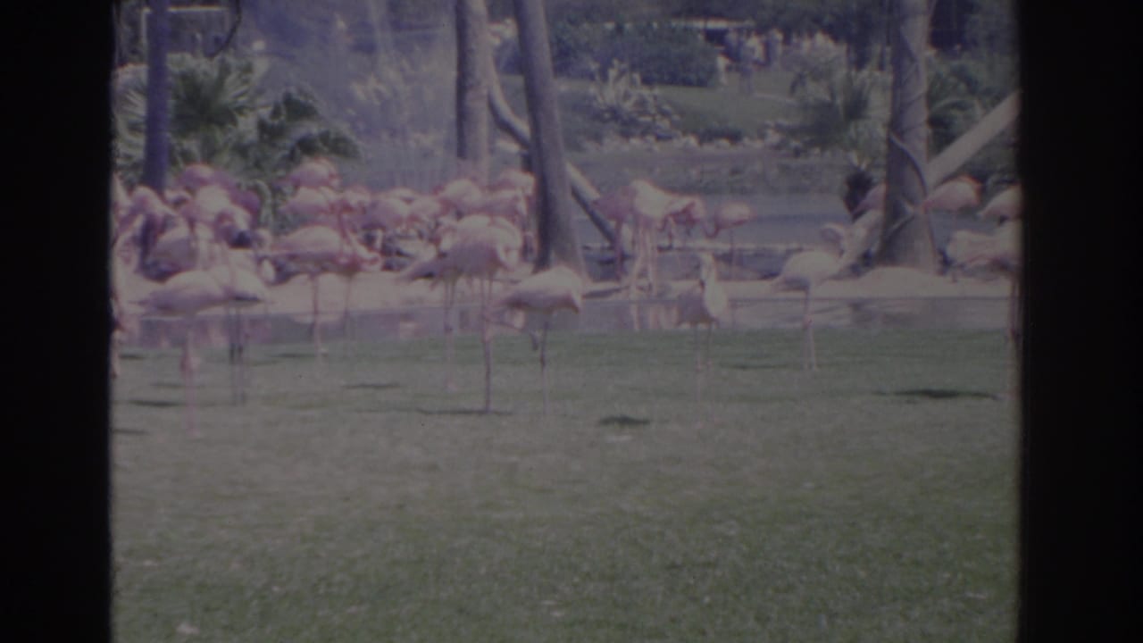 Flamingos standing in a grassy enclosure with trees, water, and visitors behind them.