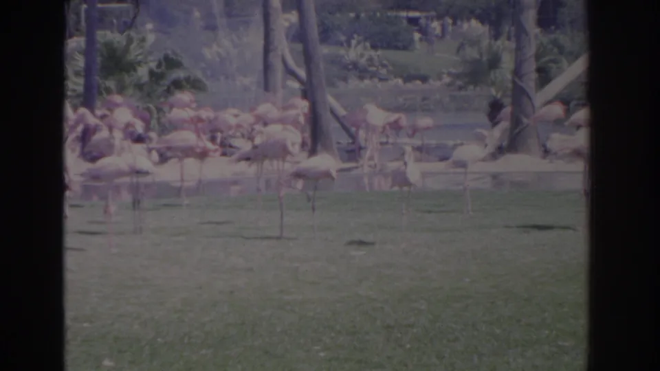 1962 Florida home-movie frame of flamingos in a zoo-like grassy habitat, with foliage, water, and distant visitors in the background.
