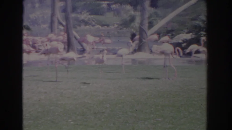 1962 Florida home-movie frame showing flamingos on grass beside a shallow pond, with posts, rocks, foliage, and a darker bird near the right edge.