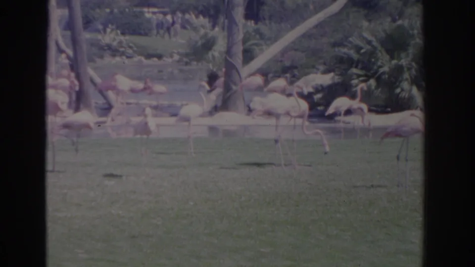 1962 Florida home-movie frame of flamingos standing in a green zoo or wildlife-park enclosure with water, palms, and exhibit structures behind them.