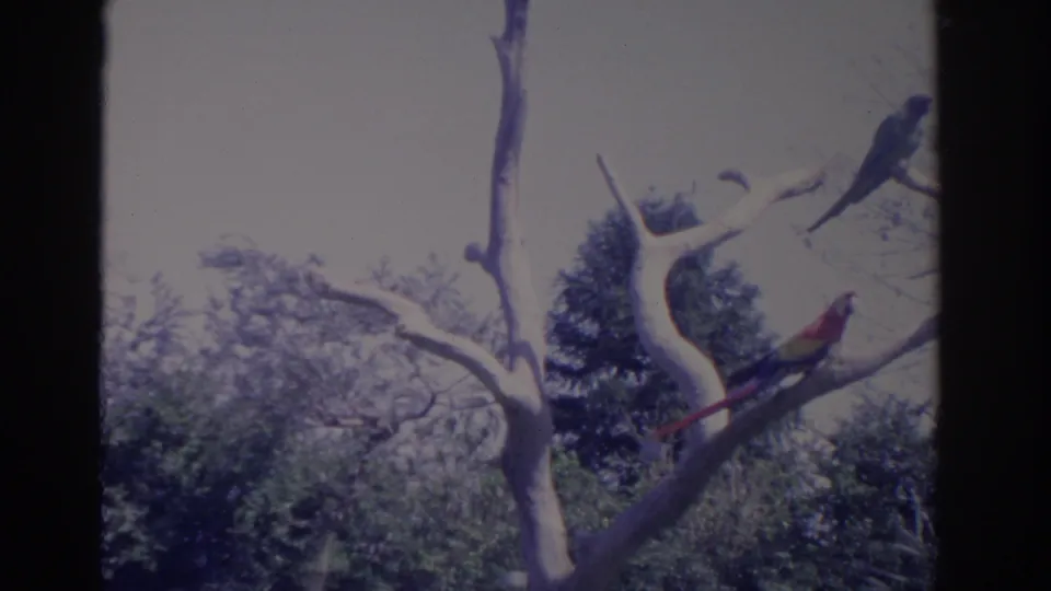 1962 Florida home-movie frame showing two macaw-like birds perched on pale bare branches amid greenery.