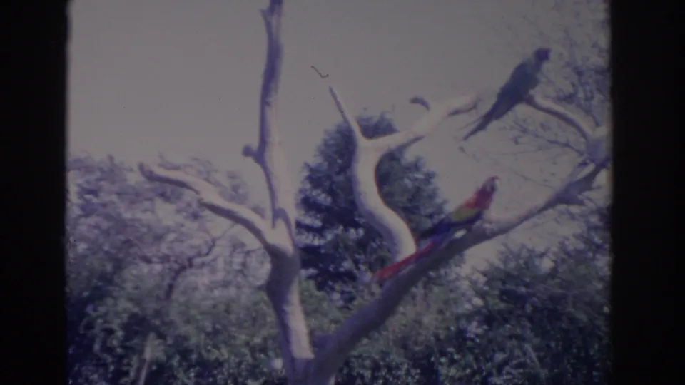 1962 Florida frame showing a pair of macaw-like birds on bare branches, surrounded by trees and garden foliage.