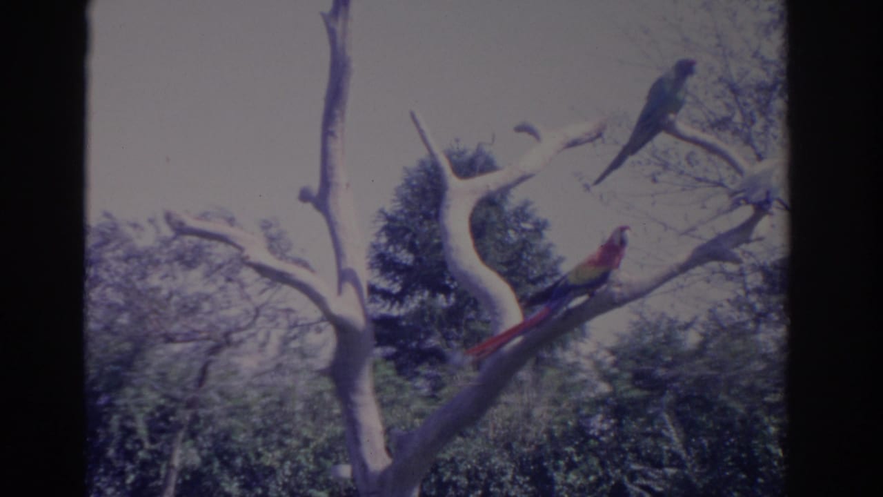 Three parrots perched on bare branches against trees and pale sky.