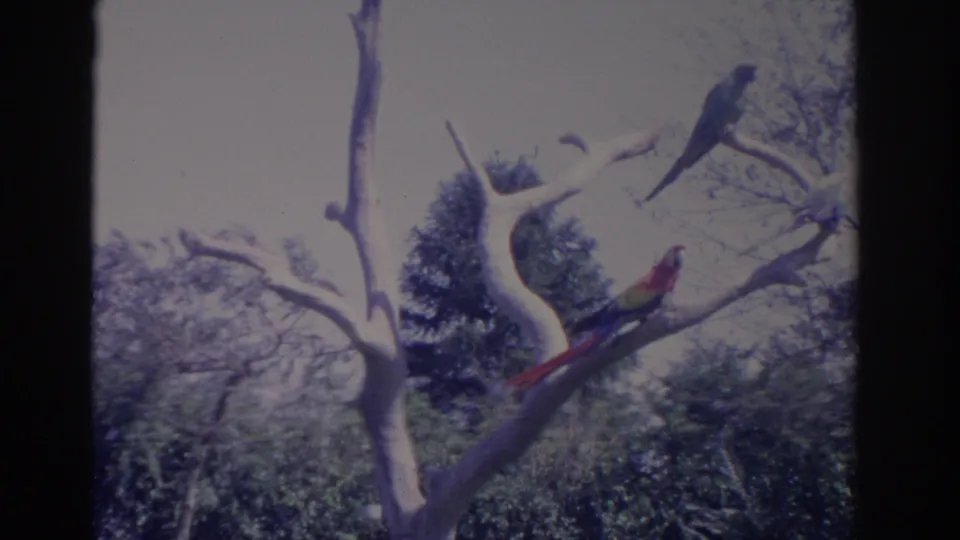 1962 Florida 8mm frame showing three parrots on bare branches, including a red-and-yellow macaw lower in the shot.