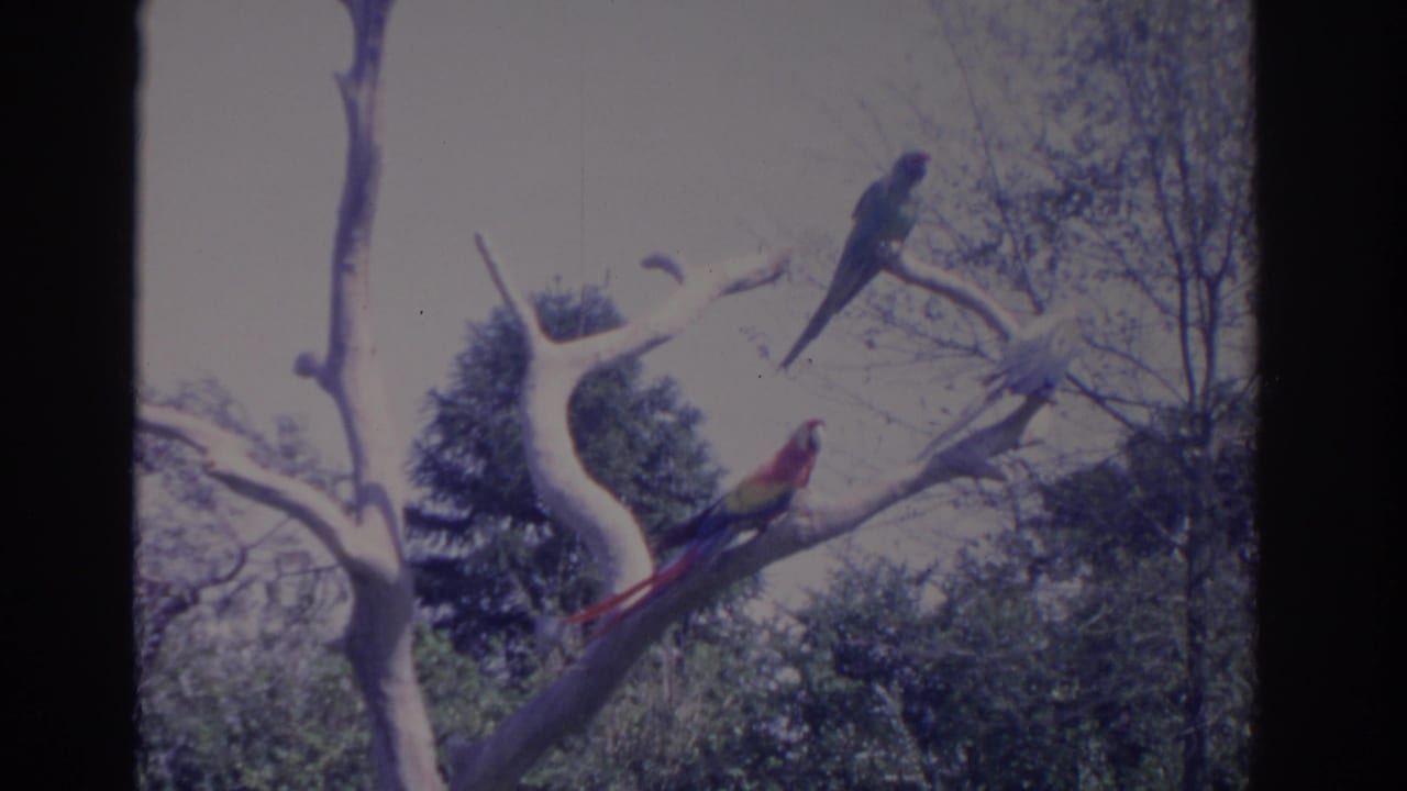1962 Florida home-movie frame of three parrots resting on high bare limbs above dense green foliage.
