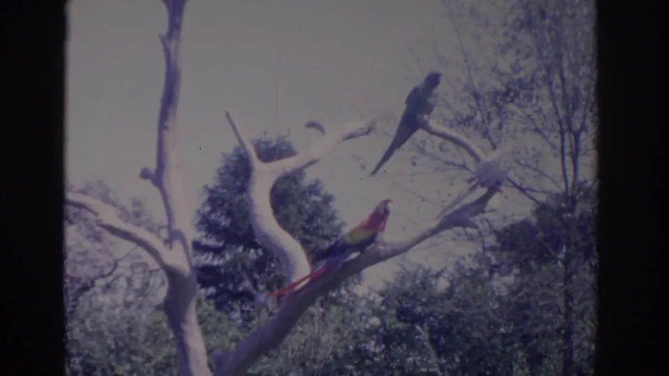1962 Florida home-movie frame of three parrots resting on high bare limbs above dense green foliage.