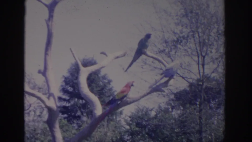 Soft 8mm frame from 1962 Florida showing a red parrot below two darker parrots on bare branches.