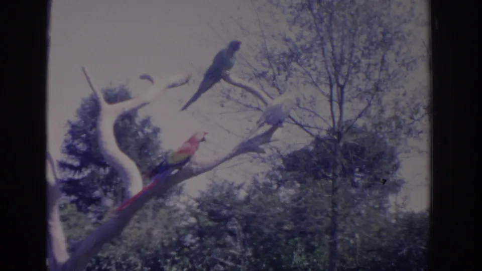 Final 1962 Florida 8mm frame with three parrots perched across pale branches, framed by trees and visible film borders.