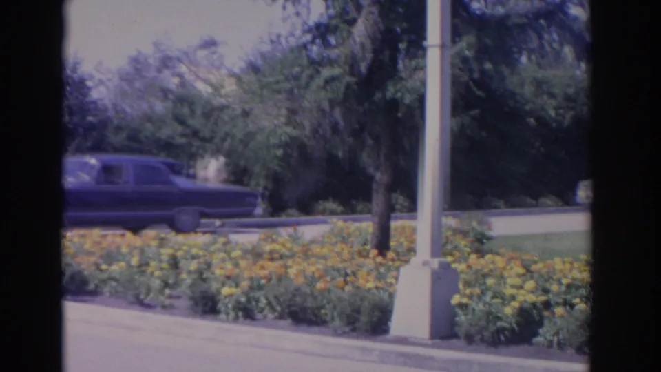 1962 Florida street view with a dark sedan moving past landscaped flower beds, trees, and white roadside poles.