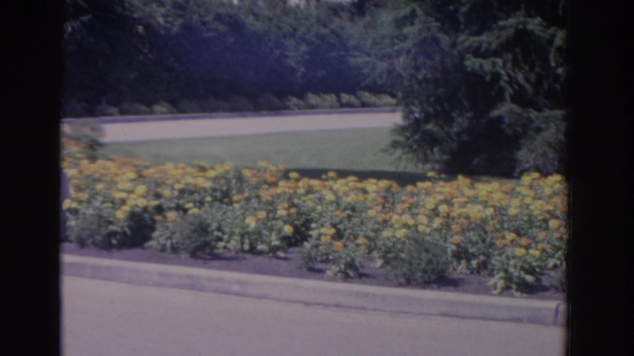 Yellow flower bed beside a road and green lawn.