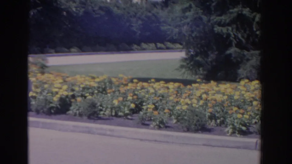 A bright bed of yellow flowers borders a road and lawn, with trees in the background in Florida 8mm footage.