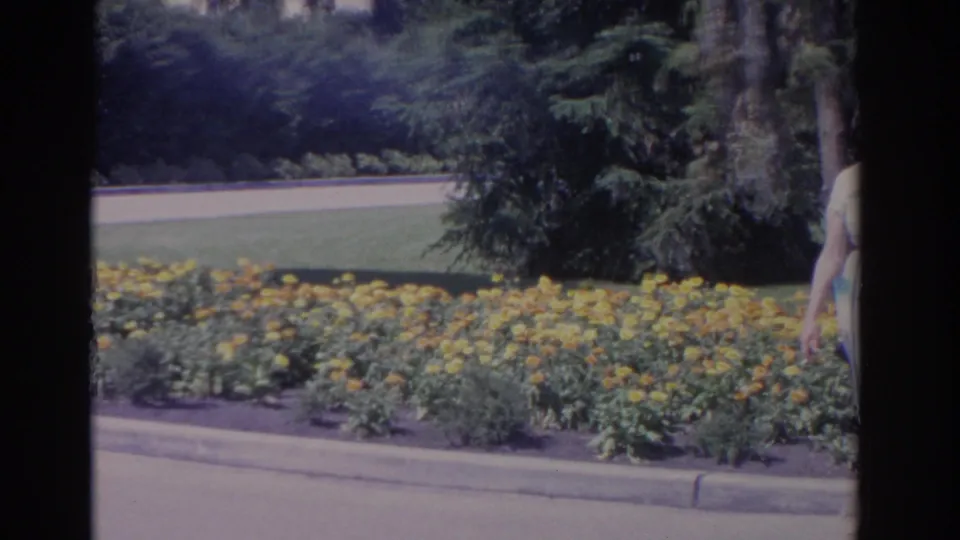 Yellow flowers, lawn, curb, and trees fill the frame as a woman partly enters from the right in 1962 Florida footage.