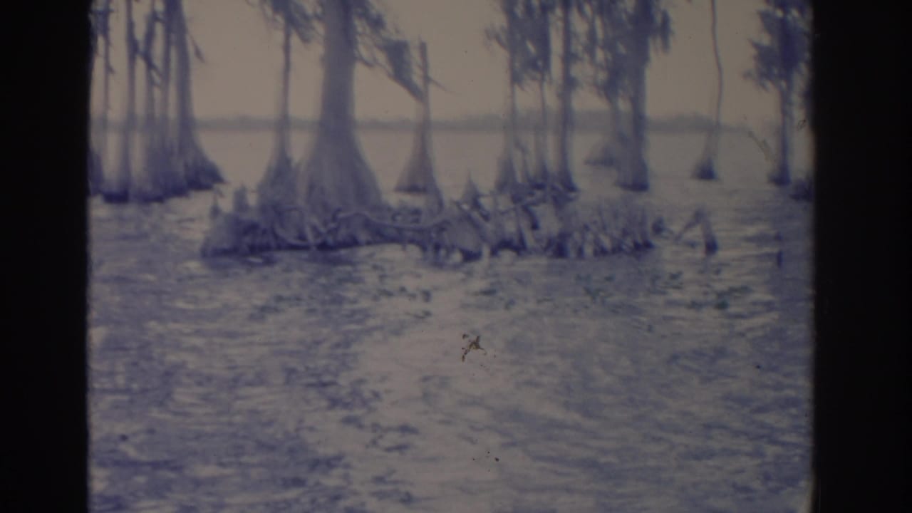 1962 Florida home-movie frame showing cypress trees, knobby roots, and calm swamp water with no person centered in view.