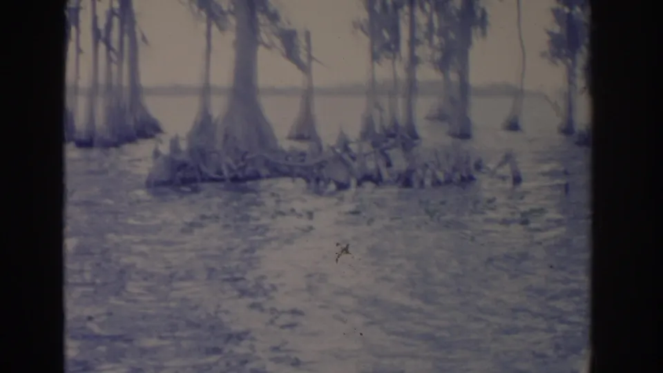 1962 Florida home-movie frame showing cypress trees, knobby roots, and calm swamp water with no person centered in view.
