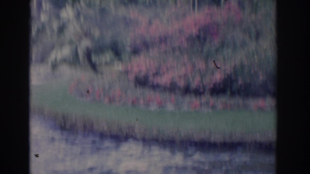 Soft, blurred 8mm pan across a Florida garden with pink flowering shrubs, green lawn, and rippling water in the foreground.