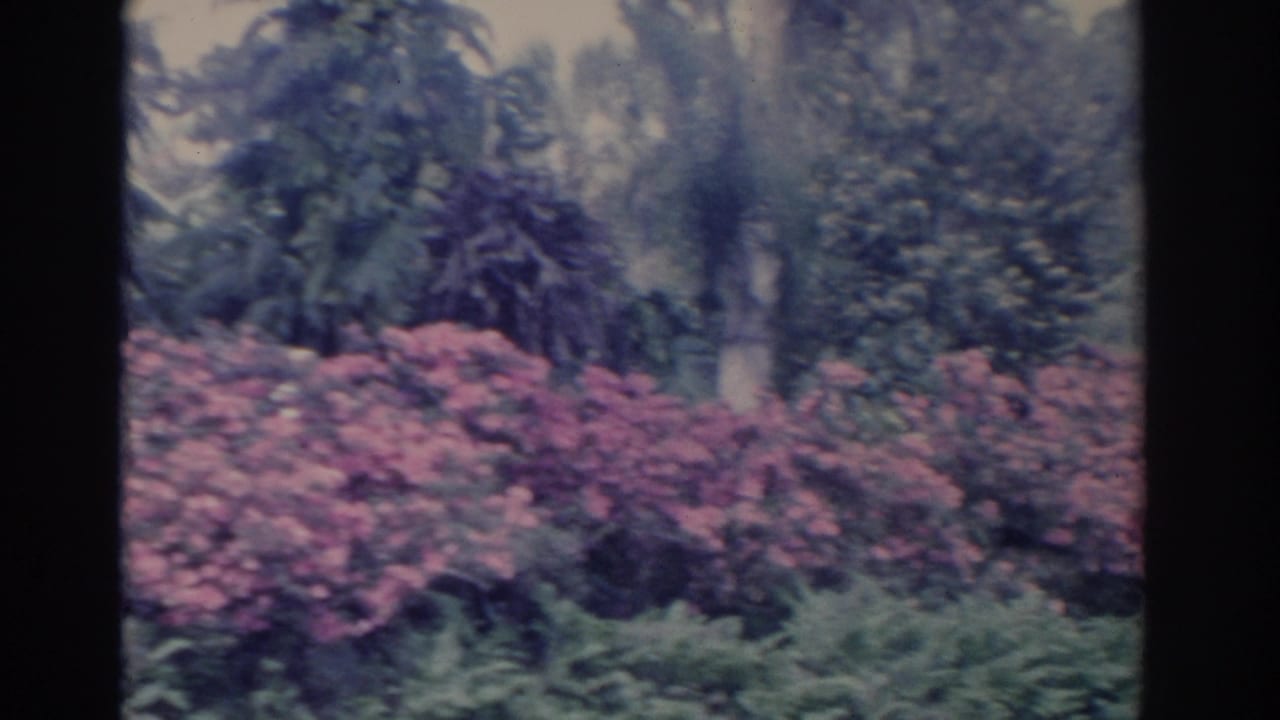 The 1962 Florida home-movie view settles on pink flowering bushes, dense tropical greenery, and water at the edge of the frame.