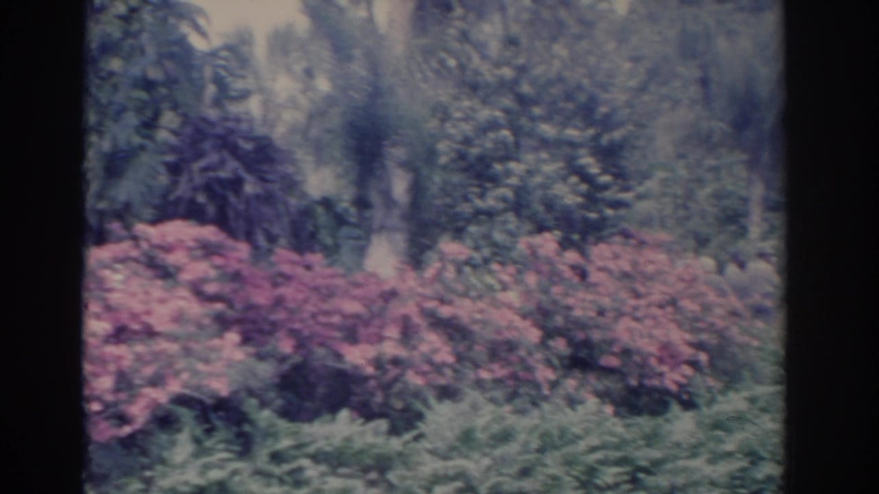 Pink flowering shrubs and dense tropical greenery beside calm water.