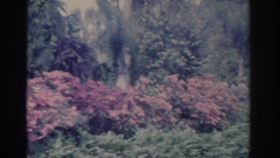 1962 Florida 8mm frame showing lush banks with pink flowering shrubs, palms, and water at the edge of the scene.