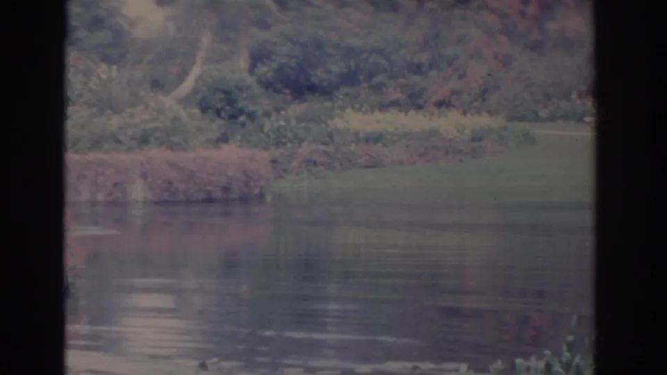 1962 Florida home-movie view of a calm pond, grassy bank, trees, and pink flowering shrubs in soft 8mm color.
