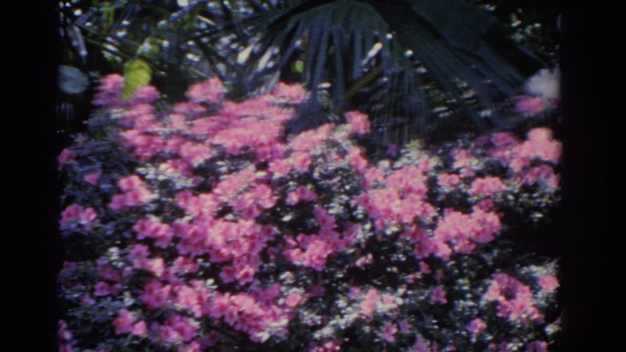 A close garden view shows dense pink blossoms and dark palm-like foliage in saturated 8mm color.
