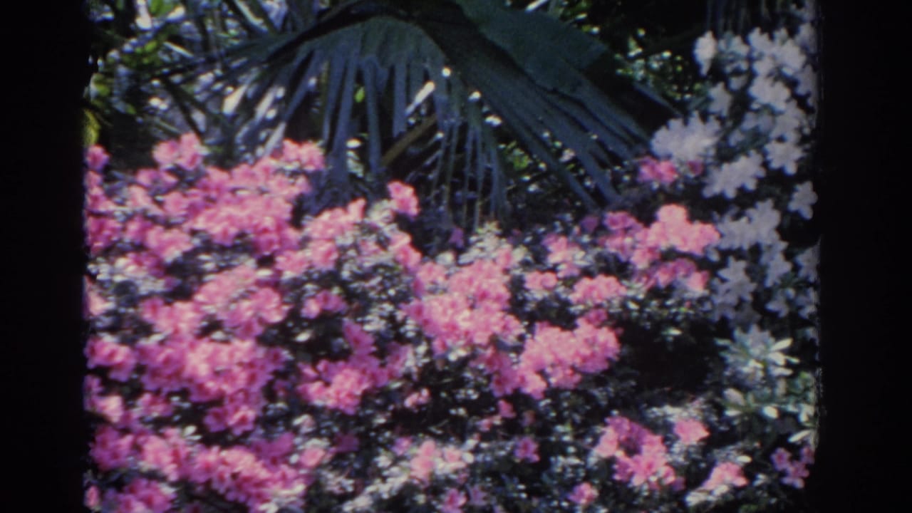 Pink and white flowering shrubs with palm fronds and dark film borders.