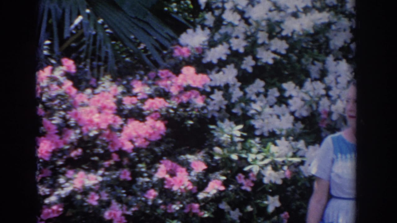 1962 Florida garden view with pink and white blooms, palm foliage, and the cropped right side of an adult woman in a light dress.