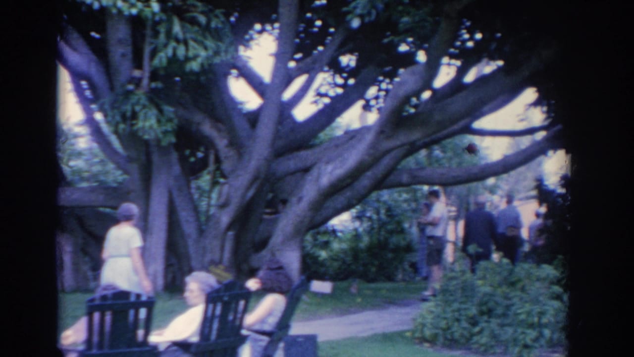 1962 Florida home-movie frame showing women in light summer clothing seated and standing under a sprawling garden tree.