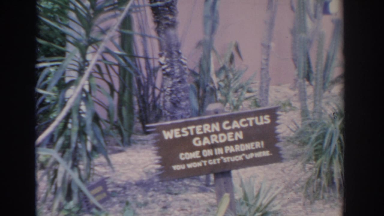 1962 Florida frame with a Western Cactus Garden sign surrounded by yuccas and cacti beside a pink wall.