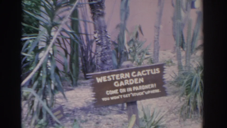 1962 Florida frame with a Western Cactus Garden sign surrounded by yuccas and cacti beside a pink wall.