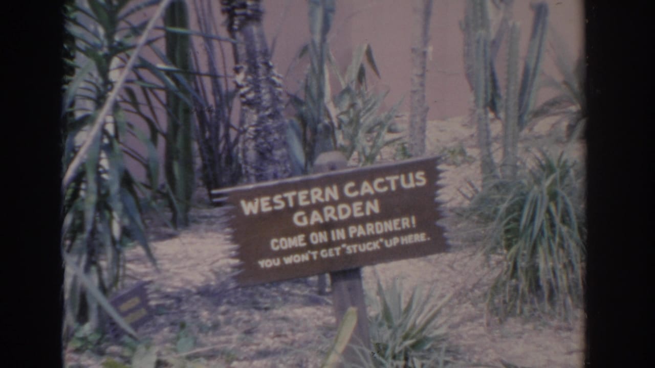 1962 Florida home-movie view of the Western Cactus Garden sign with playful visitor text amid cacti and spiky plants.