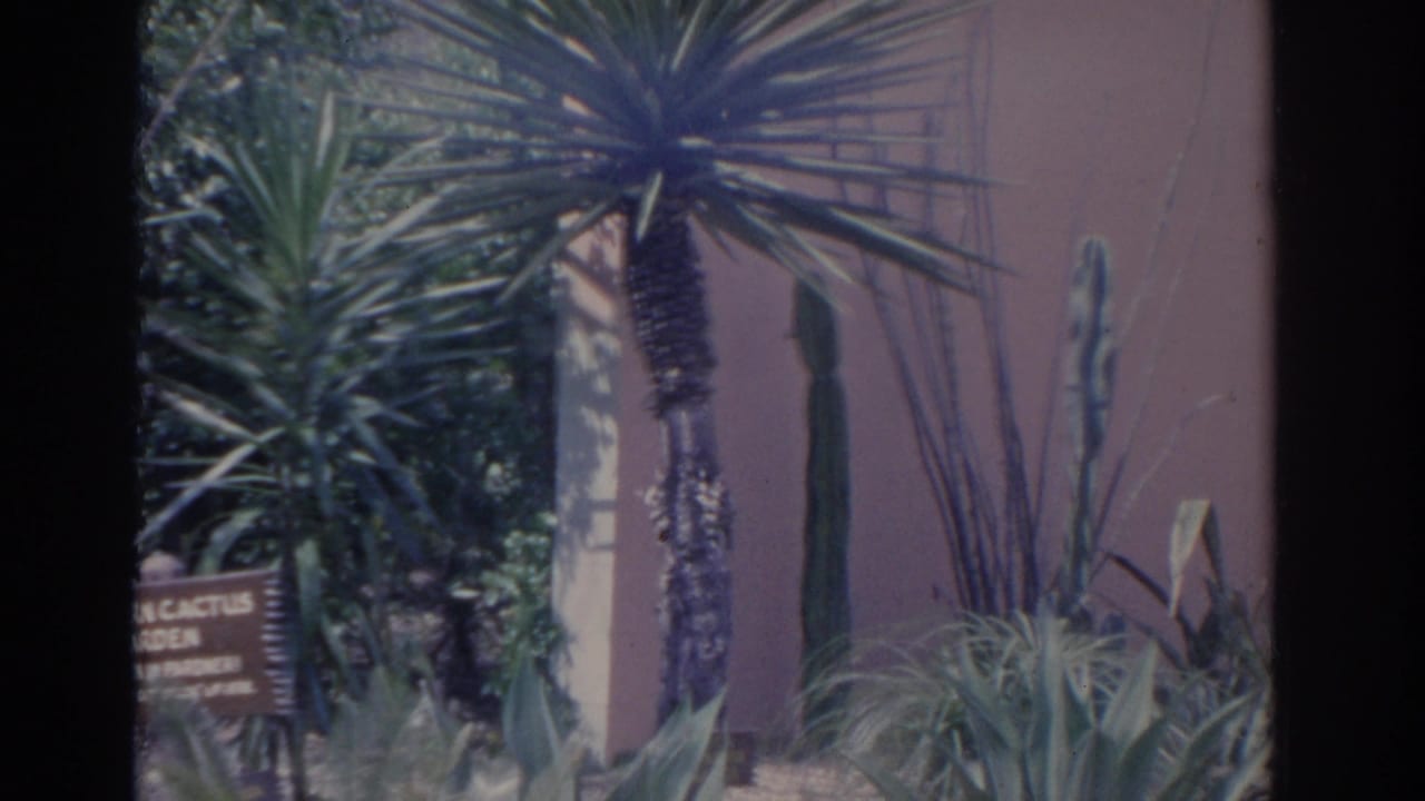 1962 Florida frame showing tall cactus columns and palm-like plants beside a pink wall, with part of the garden sign at left.