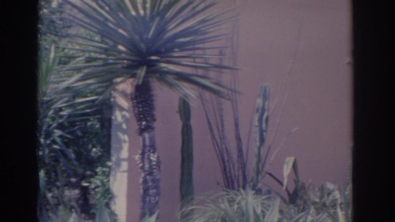 Cacti and spiky plants beside a pink stucco wall during a left-to-right pan.