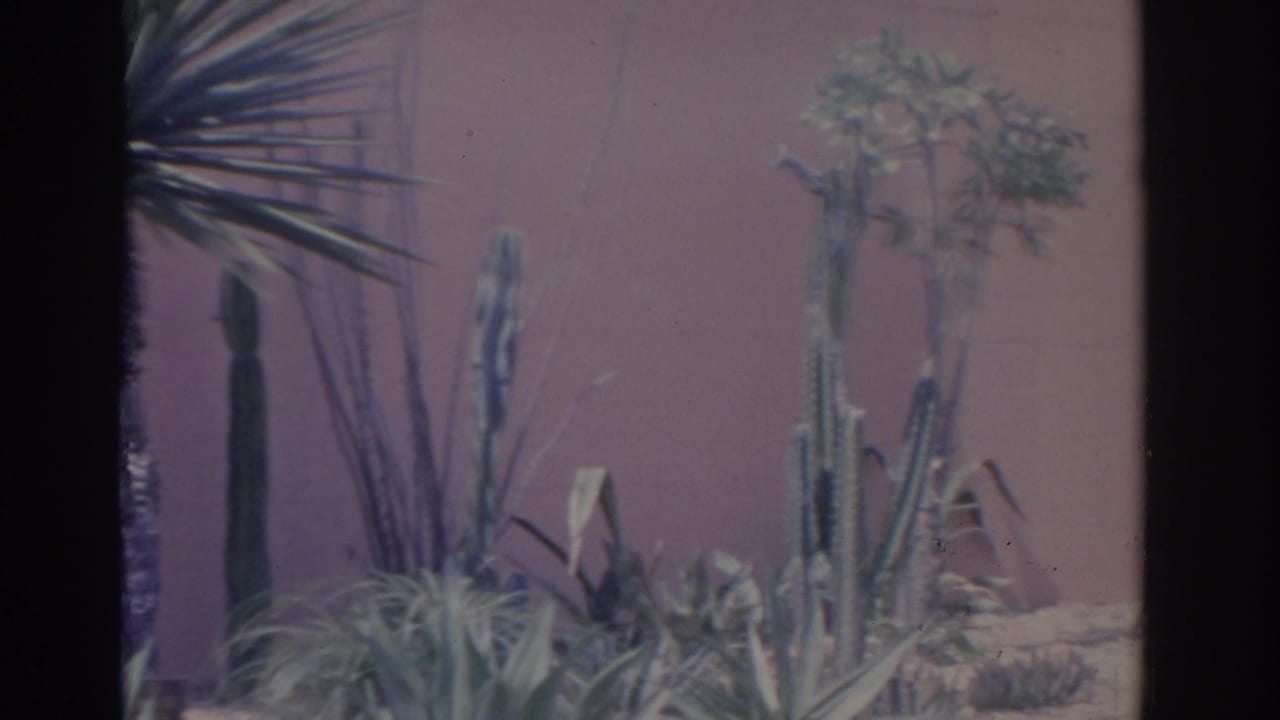 1962 8mm Florida frame with columnar cacti, succulents, and a small tree-like plant along a pink stucco backdrop.