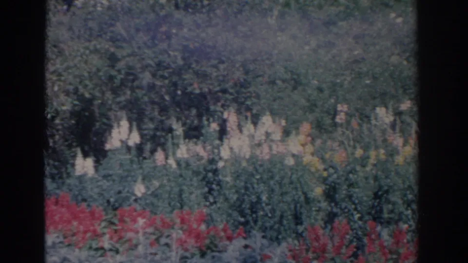 1962 Florida home-movie frame of a garden bed with red blooms, tall white flowers, and dense greenery.