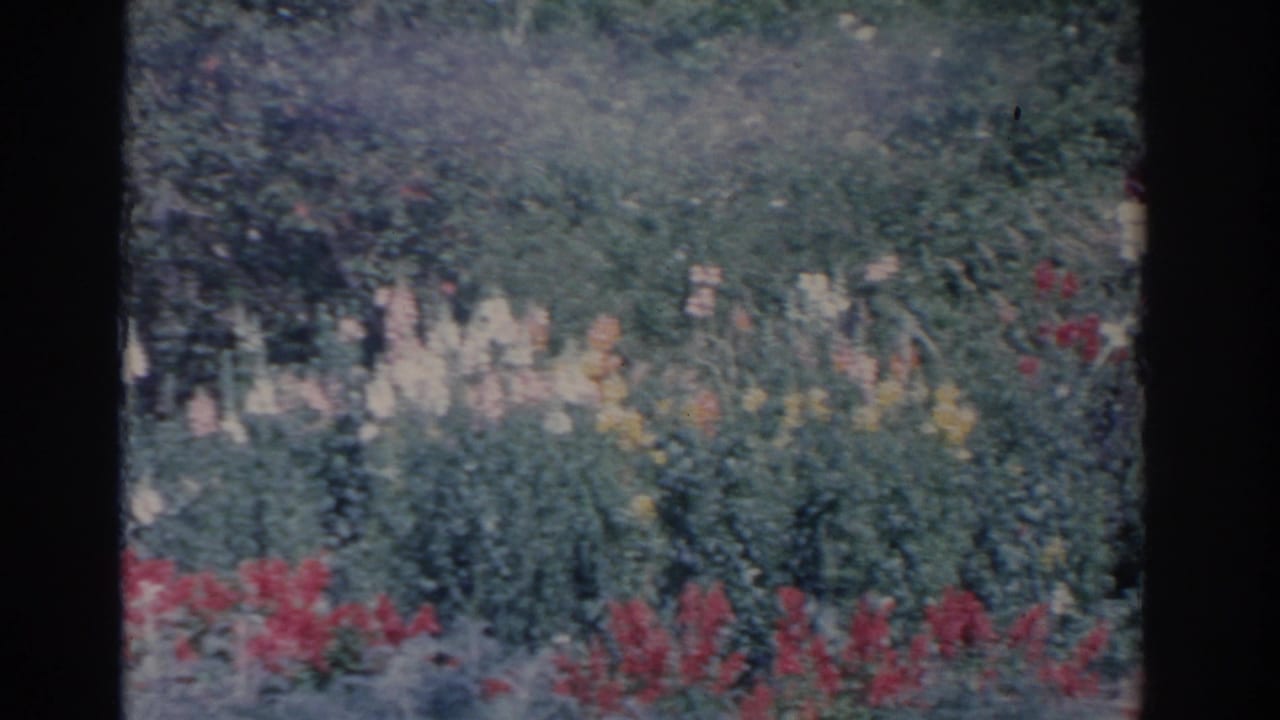 1962 Florida 8mm home-movie frame showing red flowers, pale blooms, and lush garden greenery with no people visible in this still.