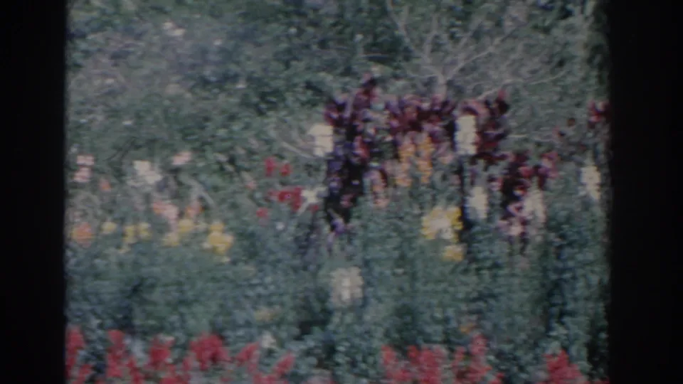 1962 Florida home-movie still of a landscaped garden with red flowers, pale blooms, and a dark central film-frame divider.